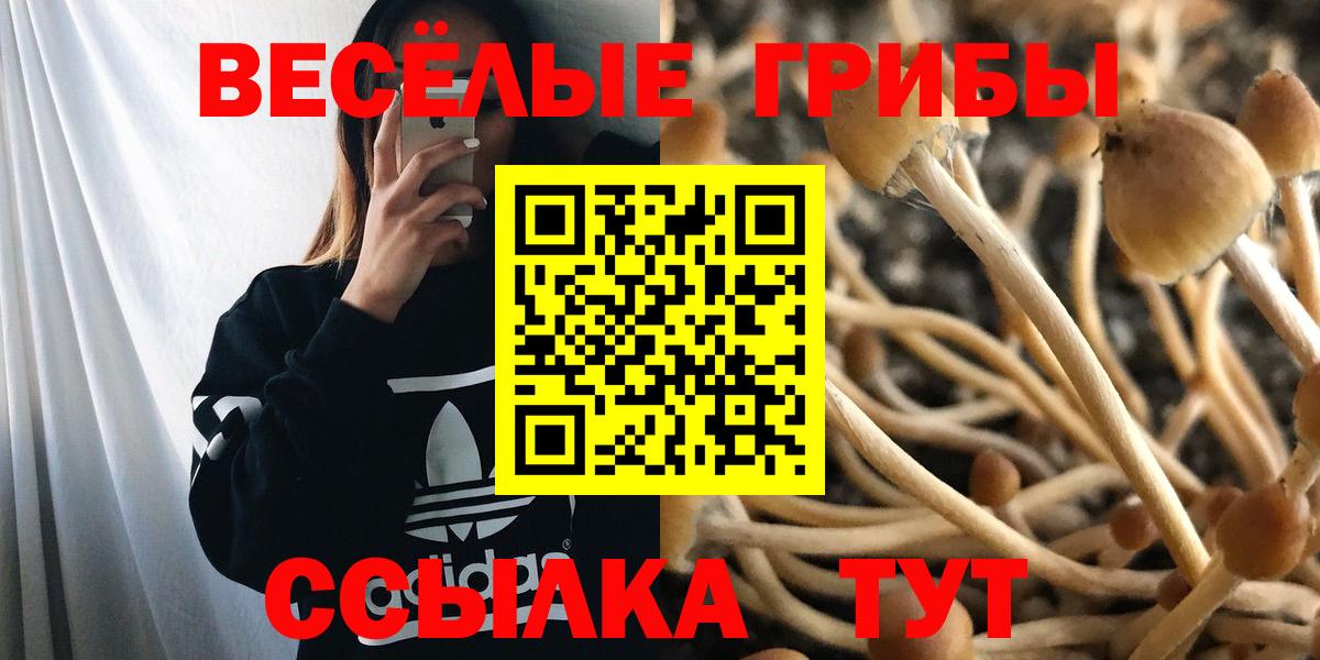 Псилоцибиновые грибы Psilocybe  Вход с VPN  Галлюциногенные грибы Psilocybe  Нововоронеж 