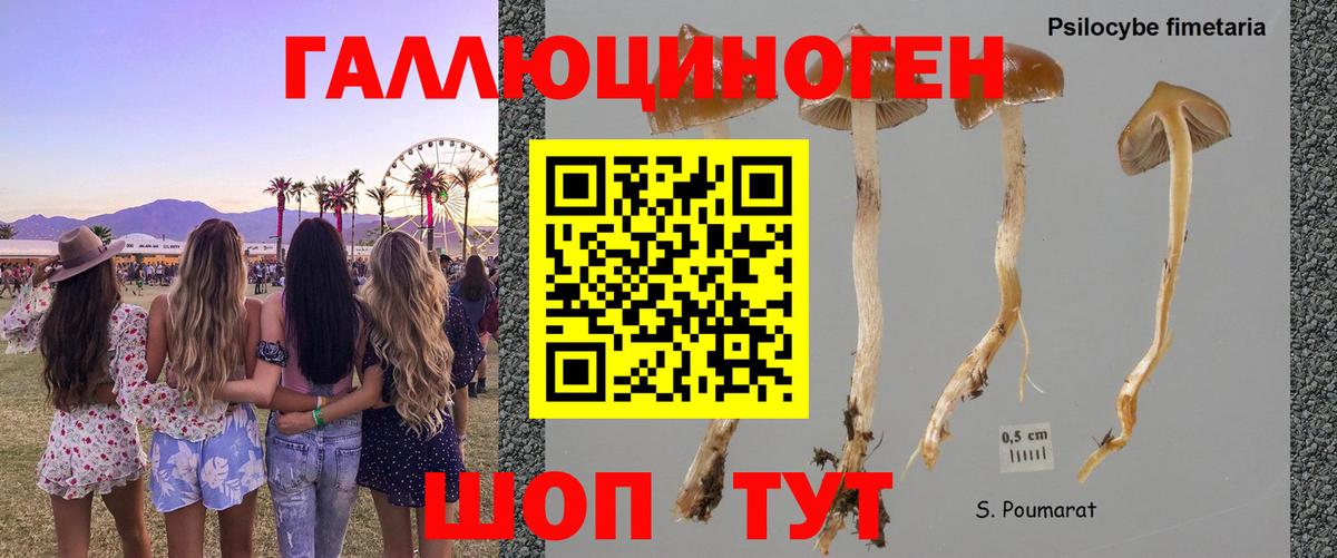 Псилоцибиновые грибы прущие грибы Нововоронеж
